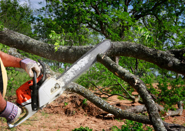 How Our Tree Care Process Works  in  Lincolnwood, IL